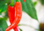 Comprar sementes de pimenta em promoção, semente de pimenta, plantar sementes de pimenta no quintal, comprar sementes de pimentas diferentes, plantar semente de pimenta no vaso, comprar sementes de pimenta doce, comprar sementes de pimenta ardida, plantar