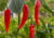 Comprar sementes de pimenta em promoção, semente de pimenta, plantar sementes de pimenta no quintal, comprar sementes de pimentas diferentes, plantar semente de pimenta no vaso, comprar sementes de pimenta doce, comprar sementes de pimenta ardida, plantar