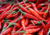 Comprar sementes de pimenta em promoção, semente de pimenta, plantar sementes de pimenta no quintal, comprar sementes de pimentas diferentes, plantar semente de pimenta no vaso, comprar sementes de pimenta doce, comprar sementes de pimenta ardida, plantar