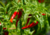 Comprar sementes de pimenta em promoção, semente de pimenta, plantar sementes de pimenta no quintal, comprar sementes de pimentas diferentes, plantar semente de pimenta no vaso, comprar sementes de pimenta doce, comprar sementes de pimenta ardida, plantar