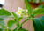 Comprar sementes de pimenta em promoção, semente de pimenta, plantar sementes de pimenta no quintal, comprar sementes de pimentas diferentes, plantar semente de pimenta no vaso, comprar sementes de pimenta doce, comprar sementes de pimenta ardida, plantar