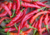 Comprar sementes de pimenta em promoção, semente de pimenta, plantar sementes de pimenta no quintal, comprar sementes de pimentas diferentes, plantar semente de pimenta no vaso, comprar sementes de pimenta doce, comprar sementes de pimenta ardida, plantar