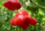 Comprar sementes de pimenta em promoção, semente de pimenta, plantar sementes de pimenta no quintal, comprar sementes de pimentas diferentes, plantar semente de pimenta no vaso, comprar sementes de pimenta doce, comprar sementes de pimenta ardida, plantar