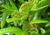 semente de pimenta da jamaica, sementes de pimenta da jamaica, semente de pimenta dioica, comprar sementes de pimenta da jamaica, comprar semente de pimenta da jamaica, semente de pimentas variadas, sementes de pimentas exóticas