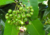 semente de pimenta da jamaica, sementes de pimenta da jamaica, semente de pimenta dioica, comprar sementes de pimenta da jamaica, comprar semente de pimenta da jamaica, semente de pimentas variadas, sementes de pimentas exóticas