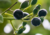 semente de pimenta da jamaica, sementes de pimenta da jamaica, semente de pimenta dioica, comprar sementes de pimenta da jamaica, comprar semente de pimenta da jamaica, semente de pimentas variadas, sementes de pimentas exóticas