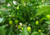 Comprar sementes de pimenta em promoção, semente de pimenta, plantar sementes de pimenta no quintal, comprar sementes de pimentas diferentes, plantar semente de pimenta no vaso, comprar sementes de pimenta doce, comprar sementes de pimenta ardida, plantar