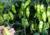 Comprar sementes de pimenta em promoção, semente de pimenta, plantar sementes de pimenta no quintal, comprar sementes de pimentas diferentes, plantar semente de pimenta no vaso, comprar sementes de pimenta doce, comprar sementes de pimenta ardida, plantar