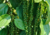 semente de pimenta do reino, sementes de pimenta do reino, comprar sementes de pimenta do reino, comprar semente de pimenta do reino, sementes de qualidade, semente de temperos, semente fresca de pimenta do reino Armazém da Roça