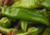 semente de pimenta doce comprida, semente de pimenta doce, semente de pimenta, sementes de pimenta doce comprida, sementes de pimenta doce verde, sementes de pimenta doce, sementes de pimenta verde