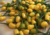 Comprar sementes de pimenta em promoção, semente de pimenta, plantar sementes de pimenta no quintal, comprar sementes de pimentas diferentes, plantar semente de pimenta no vaso, comprar sementes de pimenta doce, comprar sementes de pimenta ardida, plantar