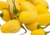 Comprar sementes de pimenta em promoção, semente de pimenta, plantar sementes de pimenta no quintal, comprar sementes de pimentas diferentes, plantar semente de pimenta no vaso, comprar sementes de pimenta doce, comprar sementes de pimenta ardida, plantar