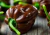 semente de pimenta habanero chocolate, comprar semente de pimenta habanero chocolate, sementes de pimentas exóticas, comprar sementes de pimenta habanero, sementes de pimentas chocolate, comprar sementes de pimentas exóticas