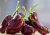 semente de pimenta habanero chocolate, comprar semente de pimenta habanero chocolate, sementes de pimentas exóticas, comprar sementes de pimenta habanero, sementes de pimentas chocolate, comprar sementes de pimentas exóticas