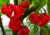semente de pimenta habanero vermelha, comprar sementes de pimenta habanero vermelha, sementes de pimenta vermelha, sementes de pimenta habanero, sementes de pimentas diferentes, comprar sementes de pimentas raras