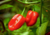 semente de pimenta habanero vermelha, comprar sementes de pimenta habanero vermelha, sementes de pimenta vermelha, sementes de pimenta habanero, sementes de pimentas diferentes, comprar sementes de pimentas raras