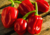 semente de pimenta habanero vermelha, comprar sementes de pimenta habanero vermelha, sementes de pimenta vermelha, sementes de pimenta habanero, sementes de pimentas diferentes, comprar sementes de pimentas raras