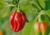 semente de pimenta habanero vermelha, comprar sementes de pimenta habanero vermelha, sementes de pimenta vermelha, sementes de pimenta habanero, sementes de pimentas diferentes, comprar sementes de pimentas raras