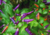 semente de pimenta roxa, comprar semente de pimenta roxa, comprar semente de pimentas diferente, onde comprar semente de pimentas exóticas, sementes de pimenta malagueta roxa, semente de pimenta exótica