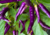 semente de pimenta roxa, comprar semente de pimenta roxa, comprar semente de pimentas diferente, onde comprar semente de pimentas exóticas, sementes de pimenta malagueta roxa, semente de pimenta exótica