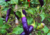 semente de pimenta roxa, comprar semente de pimenta roxa, comprar semente de pimentas diferente, onde comprar semente de pimentas exóticas, sementes de pimenta malagueta roxa, semente de pimenta exótica