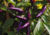 semente de pimenta roxa, comprar semente de pimenta roxa, comprar semente de pimentas diferente, onde comprar semente de pimentas exóticas, sementes de pimenta malagueta roxa, semente de pimenta exótica