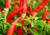 semente de pimenta malagueta, sementes de pimenta malagueta, semente de pimenta ardida, sementes de pimenta vermelha, semente de pimentas diferentes, semente de pimentas, sementes de pimenta, sementes de pimentas  diferentes