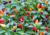 comprar semente de pimenta de enfeite, semente de pimenta ornamental, semente de pimenta colorida, sementes de pimenta, comprar semente de pimenta ornamental, semente de pimenta variada, sementes de pimentas