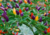 comprar semente de pimenta de enfeite, semente de pimenta ornamental, semente de pimenta colorida, sementes de pimenta, comprar semente de pimenta ornamental, semente de pimenta variada, sementes de pimentas