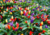comprar semente de pimenta de enfeite, semente de pimenta ornamental, semente de pimenta colorida, sementes de pimenta, comprar semente de pimenta ornamental, semente de pimenta variada, sementes de pimentas