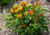 comprar semente de pimenta de enfeite, semente de pimenta ornamental, semente de pimenta colorida, sementes de pimenta, comprar semente de pimenta ornamental, semente de pimenta variada, sementes de pimentas