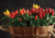 comprar semente de pimenta de enfeite, semente de pimenta ornamental, semente de pimenta colorida, sementes de pimenta, comprar semente de pimenta ornamental, semente de pimenta variada, sementes de pimentas