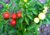 pimenta redonda para vaso, pimenta redonda vermelha, pimenta redonda ardida, pimentas ardidas para vaso, pimentas redondas, onde comprar pimentas, sementes de pimenta redonda para vaso, semente de pimenta redonda