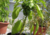 Comprar sementes de pimentão em promoção, semente de pimentão, plantar sementes de pimentão no quintal, comprar sementes de pimentão diferente, plantar semente de pimentão no vaso, plantar sementes de pimentão na horta, comprar sementes de pimentão vermel