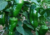 Sementes de pimentão, sementes de pimentão casca dura, semente de pimentão ikeda, semente de pimentão casca dura, semente de pimentão verde, semente de pimentão verde, semente de pimentão