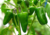 Sementes de pimentão, sementes de pimentão casca dura, semente de pimentão ikeda, semente de pimentão casca dura, semente de pimentão verde, semente de pimentão verde, semente de pimentão
