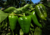 Sementes de pimentão, sementes de pimentão casca dura, semente de pimentão ikeda, semente de pimentão casca dura, semente de pimentão verde, semente de pimentão verde, semente de pimentão