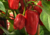 semente de pimentão vermelho, sementes de pimentão vermelho, comprar semente de pimentão, comprar sementes de pimentão, comprar semente para horta, plantar pimentão, semente de pimentão, sementes de pimentão