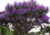 semente de quaresmeira roxa, sementes de quaresmeira roxa, semente de quaresmeira, sementes de quaresmeira, sementes de árvores nativas, sementes de árvores floríferas, sementes de árvores pequenas