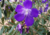 semente de quaresmeira roxa, sementes de quaresmeira roxa, semente de quaresmeira, sementes de quaresmeira, sementes de árvores nativas, sementes de árvores floríferas, sementes de árvores pequenas