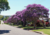 semente de quaresmeira roxa, sementes de quaresmeira roxa, semente de quaresmeira, sementes de quaresmeira, sementes de árvores nativas, sementes de árvores floríferas, sementes de árvores pequenas