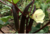 Sementes de quiabo roxo, comprar sementes de quiabo roxo, plantar quiabo roxo, plantar sementes de quiabo roxo, plantar quiabo roxo no  jardim, plantar quiabo em vaso, plantar quiabo roxo na horta