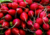 semente de rabanete redondo, sementes de rabanete redondo, sementes de rabanete, semente de rabanete, semente de legumes, comprar semente de rabanete, comprar semente de rabanete vermelho, comprar sementes