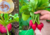 semente de rabanete redondo, sementes de rabanete redondo, sementes de rabanete, semente de rabanete, semente de legumes, comprar semente de rabanete, comprar semente de rabanete vermelho, comprar sementes