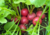 semente de rabanete redondo, sementes de rabanete redondo, sementes de rabanete, semente de rabanete, semente de legumes, comprar semente de rabanete, comprar semente de rabanete vermelho, comprar sementes