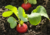 semente de rabanete redondo, sementes de rabanete redondo, sementes de rabanete, semente de rabanete, semente de legumes, comprar semente de rabanete, comprar semente de rabanete vermelho, comprar sementes