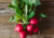 semente de rabanete redondo, sementes de rabanete redondo, sementes de rabanete, semente de rabanete, semente de legumes, comprar semente de rabanete, comprar semente de rabanete vermelho, comprar sementes