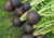 Raiz de rabanete Ulisses com folhas verdes e fatias brancas ao lado, sementes de rabanete preto, semente de rabanete ulisses, onde comprar semente de rabanete preto, onde comprar semente de rabanete Ulisses