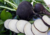 Raiz de rabanete Ulisses com folhas verdes e fatias brancas ao lado, sementes de rabanete preto, semente de rabanete ulisses, onde comprar semente de rabanete preto, onde comprar semente de rabanete Ulisses