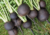 Raiz de rabanete Ulisses com folhas verdes e fatias brancas ao lado, sementes de rabanete preto, semente de rabanete ulisses, onde comprar semente de rabanete preto, onde comprar semente de rabanete Ulisses